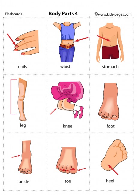 Body Parts 4 flashcard